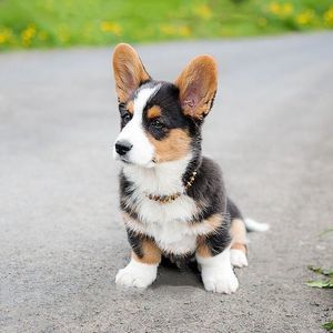 Meet your Posher, Paul